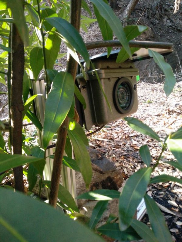 Wildlife Camera Trap - Image 3